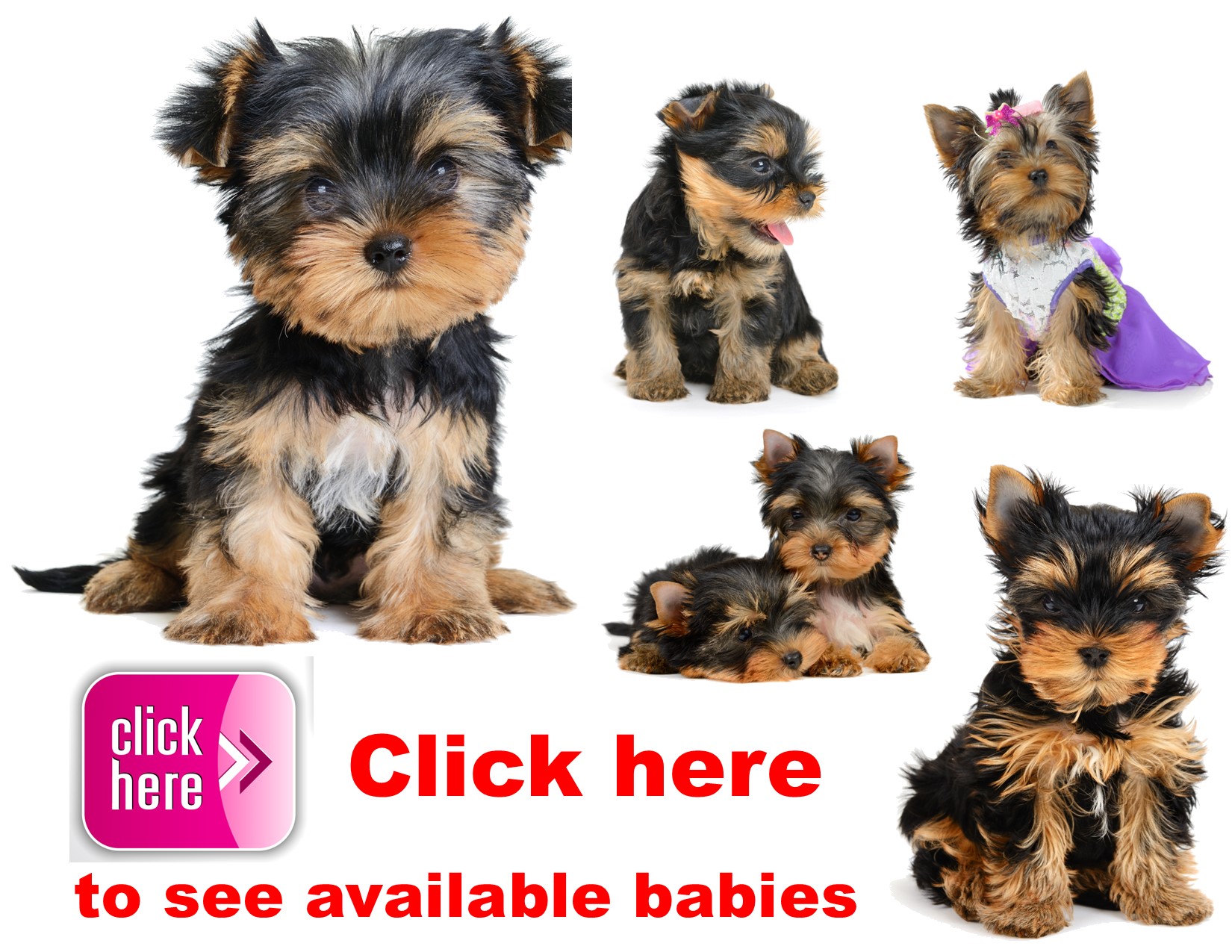 Yorkshire, Terrier, puppy, puppies, kennels, breeder, breeders, puppies for sale, for, sale, adoptio